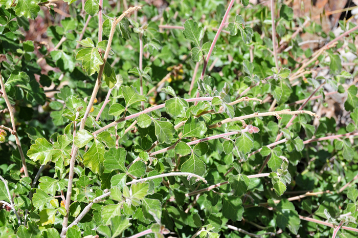 Skunkbush Sumac has fragrant green leaves, deciduous, flat alternate and trifoliate. The terminal leaflet often has several lobes. Rhus trilobata var. trilobata 